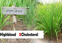 Pababain ang Highblood, Cholesterol at Alisin ang Toxins sa Katawan gamit ang Lemongrass Health Benefits ng LEmongrass o tanglad